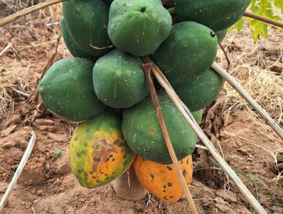 Suor Federica Zoia e Mutanu l’orto rosa: il progetto per l’autonomia e l’indipendenza delle donne di Kathonzweni, in Kenya